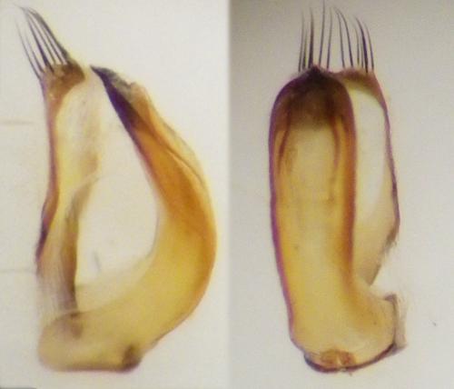 Réf. 257 094 : Dasytinae inconnu